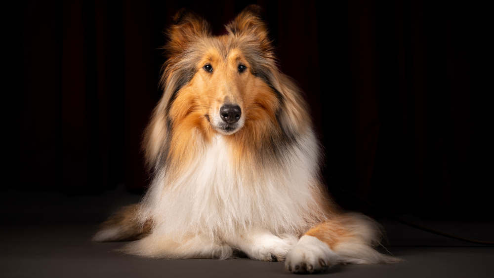 Reveille X lying on the floor with its head up looking towards the camera at a 15-degree angle