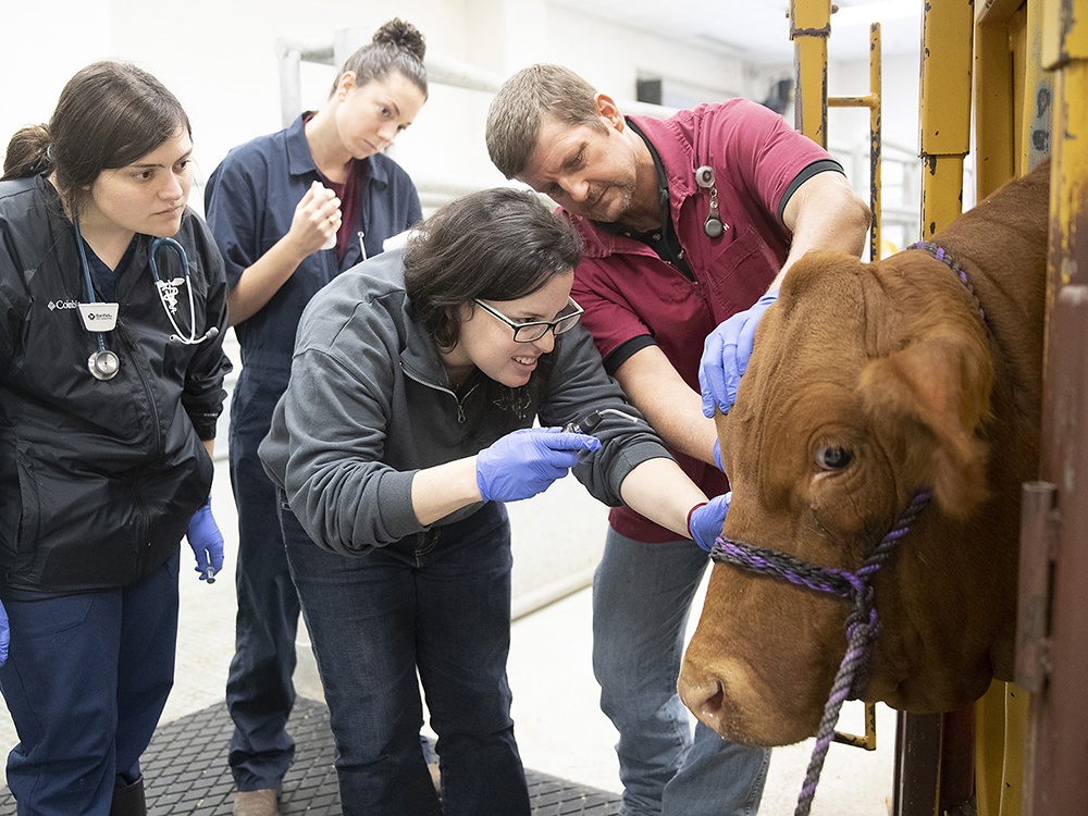 Texas A&amp;M University Veterinary Medicine Students working on a cow